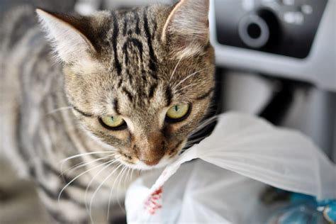 Why Do Cats Lick Plastic Bags? And Why Do They Seem to Enjoy It So Much?